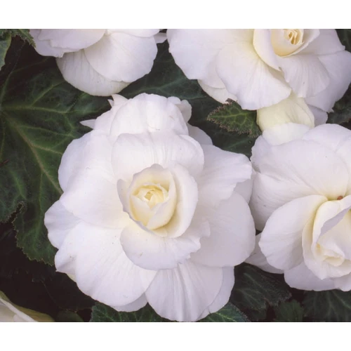 Begonia double White 